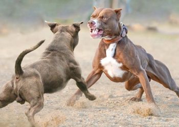 ძაღლების ჩხუბი მცირეწლოვნების თანდასწრებით  – უმძიმესი კადრები