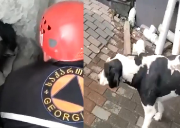 ბათუმში მაშველებმა ძაღლი გადაარჩინეს