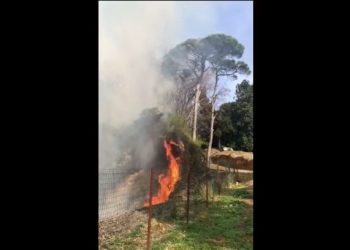 ბათუმის ბოტანიკური ბაღის მიმდებარე ტერიტორიაზე ხანძარია