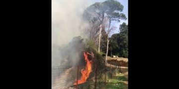ბათუმის ბოტანიკური ბაღის მიმდებარე ტერიტორიაზე ხანძარია