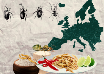 ევროკავშირმა ფქვილის მატლები ადამინისთვის უსაფრთხო საკვებად აღიარა – კიდევ სად არის პოპულარული მწერების “დაგემოვნება”