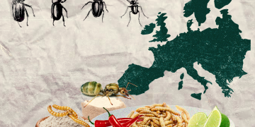 ევროკავშირმა ფქვილის მატლები ადამინისთვის უსაფრთხო საკვებად აღიარა – კიდევ სად არის პოპულარული მწერების “დაგემოვნება”