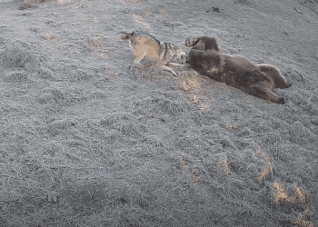 თბილისის ზოოპარკში დათვი კოპალა და მგელი თამაშა თივაში თამაშობენ