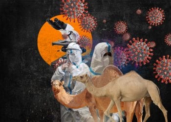 აქლემის ანტისხეულებს კოვიდ-19-ის სამკურნალოდ გამოიყენებენ?! – მეცნიერების ახალი აღმოჩენა