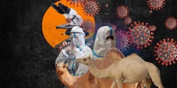 აქლემის ანტისხეულებს კოვიდ-19-ის სამკურნალოდ გამოიყენებენ?! – მეცნიერების ახალი აღმოჩენა