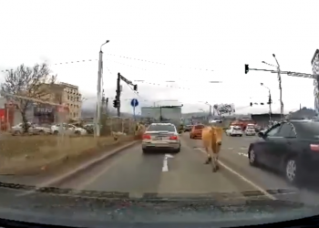 ძროხები შუა გზაზე – ვიდეო სოციალურ ქსელში ვრცელდება