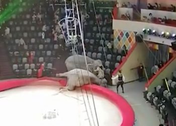 ყაზანის ცირკში სპილოებმა იჩხუბეს – ვიდეო სოციალურ ქსელში ვრცელდება