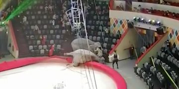 ყაზანის ცირკში სპილოებმა იჩხუბეს – ვიდეო სოციალურ ქსელში ვრცელდება