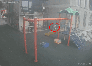 (+18) „ძაღლი გადმომიგდეს მეოთხე სართულიდან, ყველა ძვალი დამტვრეული აქვს“ – შემზარავი ვიდეო „ფეისბუქზე“ ვრცელდება