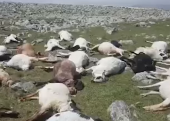 ნინოწმინდის მუნიციპალიტეტში ჭექა-ქუხილს 530 ცხვარი შეეწირა (VIDEO)