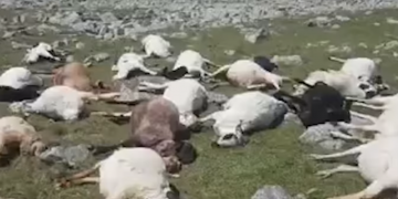 ნინოწმინდის მუნიციპალიტეტში ჭექა-ქუხილს 530 ცხვარი შეეწირა (VIDEO)