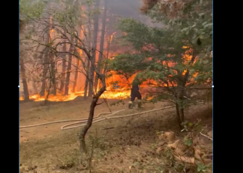 ზემო თელეთში ტყე იწვის – კადრები ადგილიდან