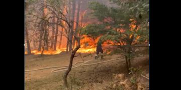 ზემო თელეთში ტყე იწვის – კადრები ადგილიდან