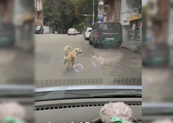 ღმერთო, ეს რა არის, ასეთი არაფერი მინახავს – რა ვიდეო ვრცელდება სოციალურ ქსელში ?