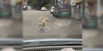 ღმერთო, ეს რა არის, ასეთი არაფერი მინახავს – რა ვიდეო ვრცელდება სოციალურ ქსელში ?