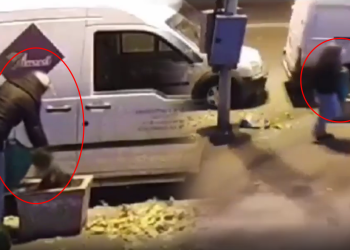 ბუჩქის ქურდობა თბილისში – ვიდეო „ფეისბუქზე“ ვრცელდება